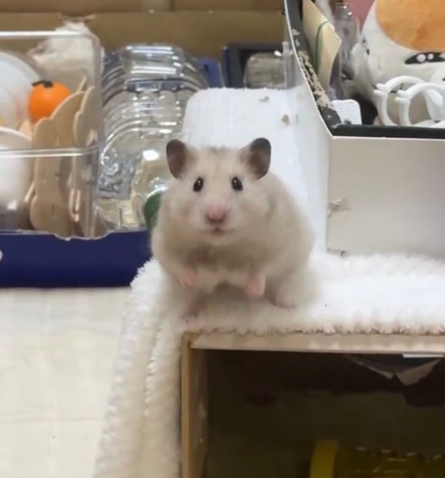 大ジャンプを見せてくれるもなかちゃん（提供：おまめ!!!さん）