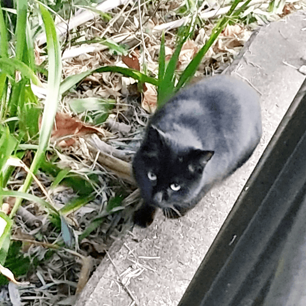 公園で出会ったみいたろうくん。少しずつ距離が縮まりました（画像提供：くろねこ みいたろうさん）