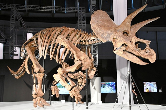 Triceratops fossil star of show at Yokohama dino exhibition | The Asahi  Shimbun: Breaking News, Japan News and Analysis