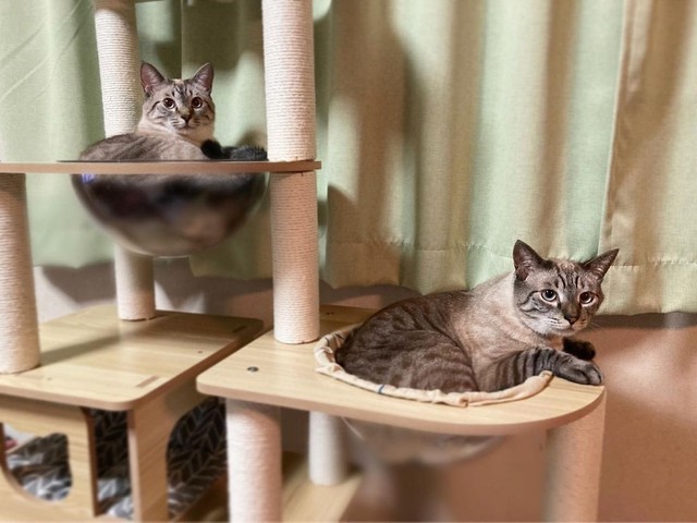 キャットタワーで仲良く＝mari_go_424さん提供
