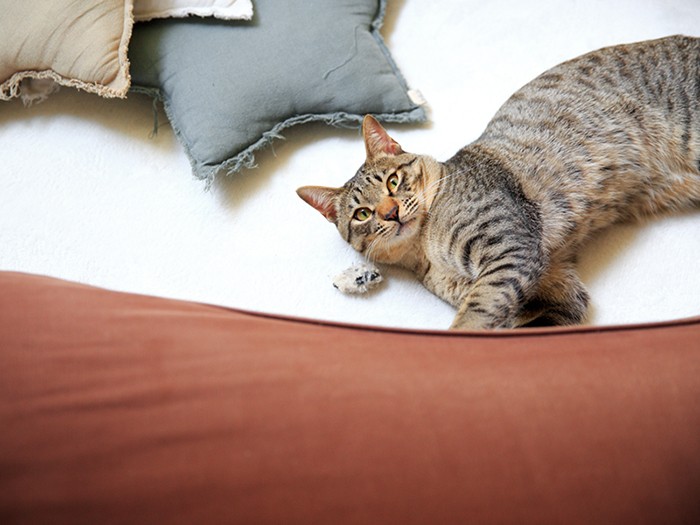 とらまるを中心に多頭飼育も取材も大成功！