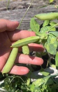 放置したサヤが膨らみ、豆が出来始める／翔さん（@wanko.blog）提供