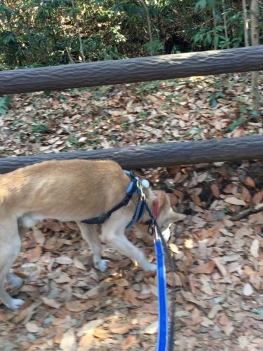 うえしたくん、お散歩楽しんでいてくれたかな