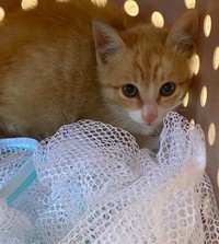 １カ月後、奇跡が・・・母猫と一緒に出てきたという（「NPO法人愛Cat」さん提供）