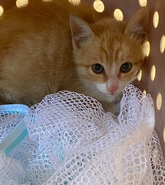 １カ月後、奇跡が・・・母猫と一緒に出てきたという（「NPO法人愛Cat」さん提供）