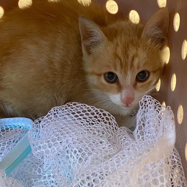 １カ月後、奇跡が・・・母猫と一緒に出てきたという（「NPO法人愛Cat」さん提供）