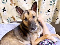 飼い主さんの足にピトッーー甘えるばつ丸くん（画像提供：あやさん）