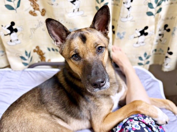 飼い主さんの足にピトッーー甘えるばつ丸くん（画像提供：あやさん）