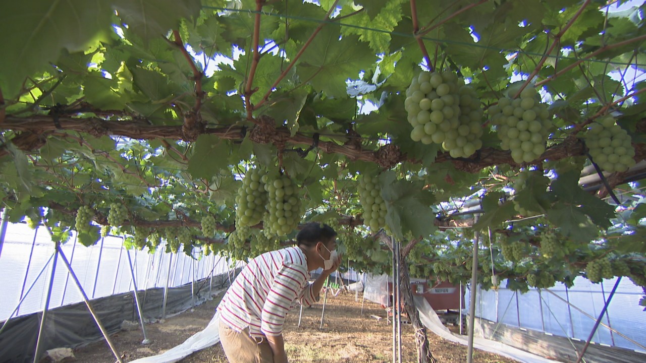 岡山県の名産品 マスカット オブ アレキサンドリア 初出荷 6月1日から全国の百貨店などで販売 Ksbニュース Ksb瀬戸内海放送