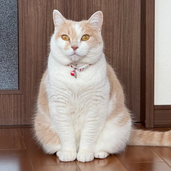 ちょこんと座る姿が愛らしいモカちゃん（画像提供：モカ猫さん）