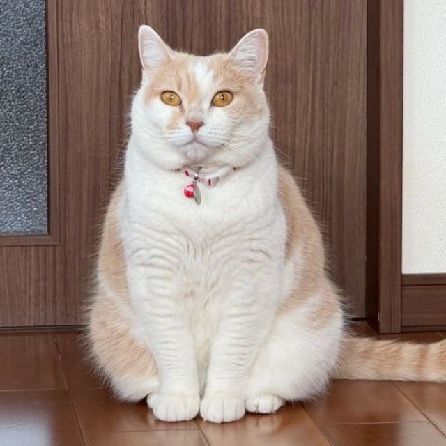 ちょこんと座る姿が愛らしいモカちゃん（画像提供：モカ猫さん）