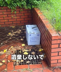 大雨が降る公園の片隅に置かれた、ふやけた段ボールを発見（「moto保護猫シェルター」さん提供、Instagramよりキャプチャ撮影）