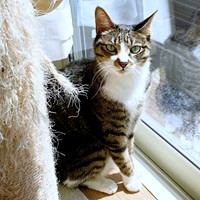 5歳、朝カーテンを開けてもらったソックスくん（画像提供：ソックスとビスケットさん）