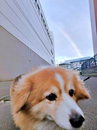 「撫でてー！」 どんどん近寄るサスケくん（画像提供：サスケ（フラッフィーコーギー）さん）