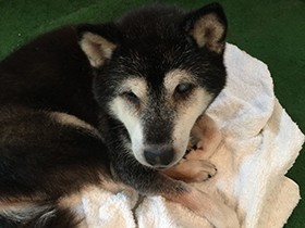 預かり犬「チョコ」に早速お申し込み！？　老犬でもトレーニングの効果は出たが…　