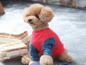 わんこ服作るほど上達、オンリーワンめざそう　型紙付きで紹介