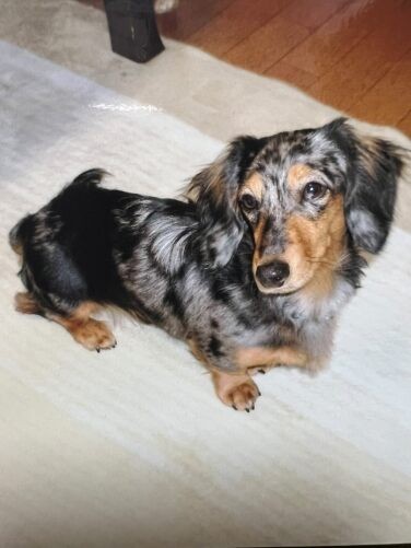 家にきたころの「レイ」