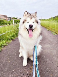 散歩中、とろけそうな笑顔がキュートなフブキくん（画像提供：アラスカンマラミュート フブキさん）