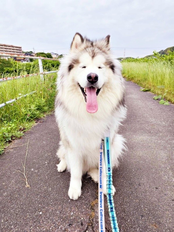 散歩中、とろけそうな笑顔がキュートなフブキくん（画像提供：アラスカンマラミュート フブキさん）