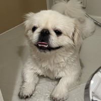 水浴び大好きなんよ！（すこやか 麻呂さん提供、Xよりキャプチャ撮影）