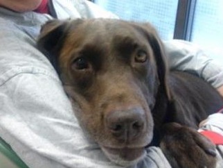 左目だけで飼い主と見つめ合う犬　眼球摘出、腫瘍…激動の１１年