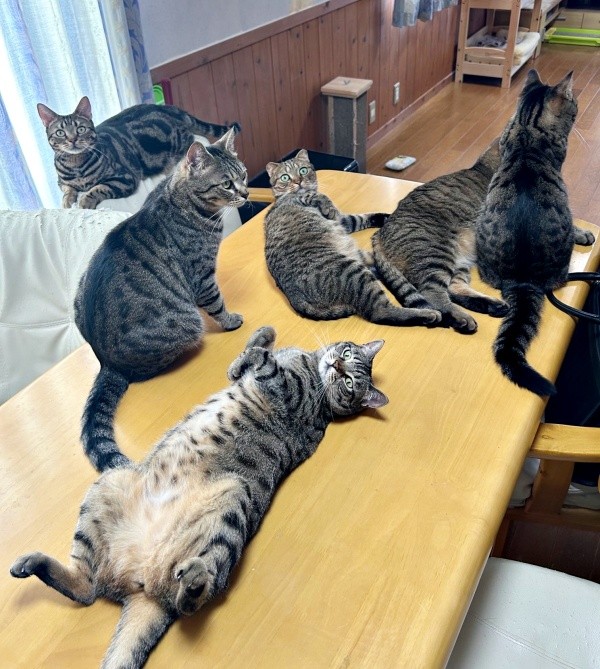 エアコン待ちをするときも集合するキジトラ猫さんたち（画像提供：はるとさん）