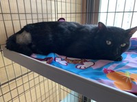 愛猫のいっくん