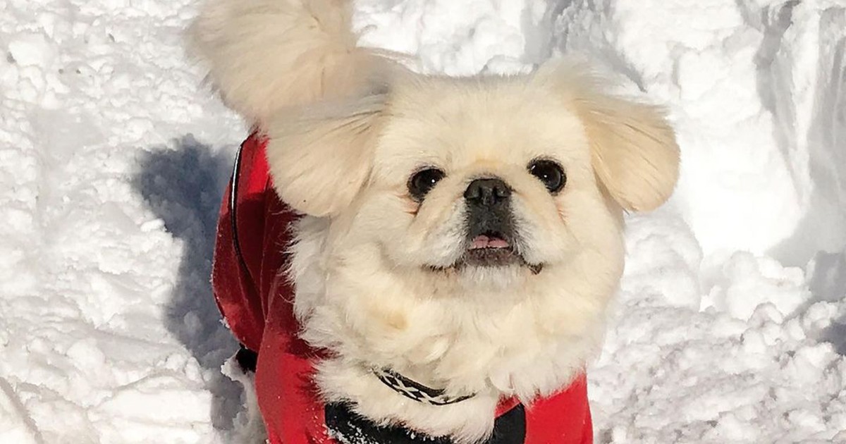 ぺきにーずあいてむシリーズの ベッドペキニーズ