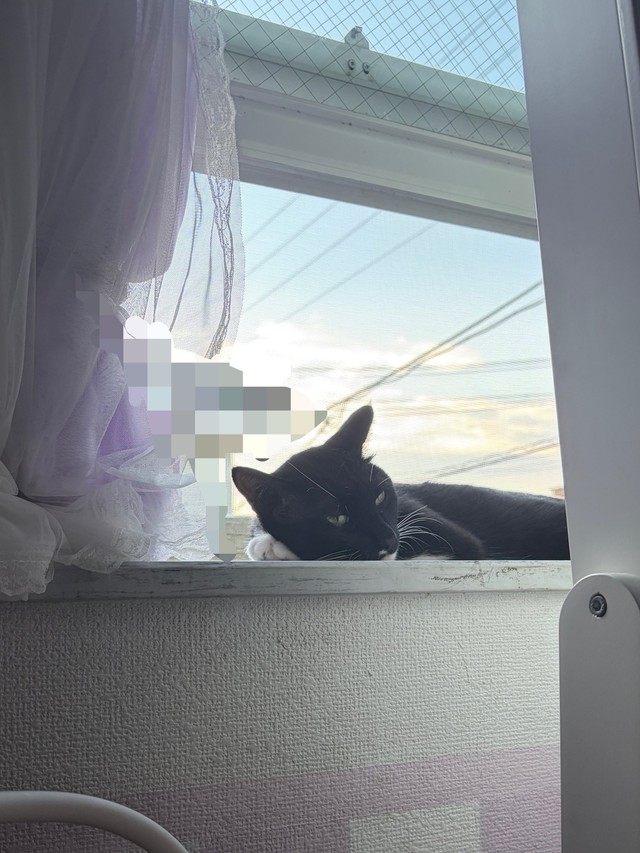 日々飼い主さんとの距離を縮めている　画像提供：ねとこさん