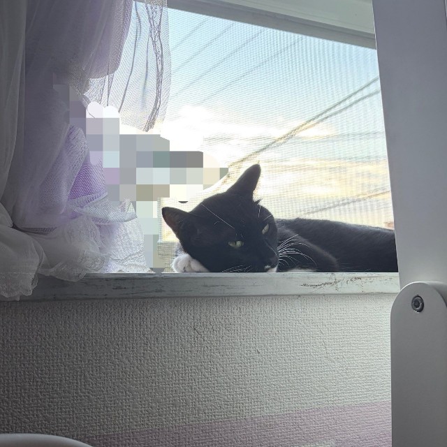日々飼い主さんとの距離を縮めている　画像提供：ねとこさん