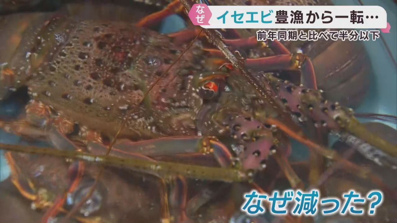 海水温上昇で宮城県でも水揚げ　イセエビの漁獲量が落ち込む　南三陸町