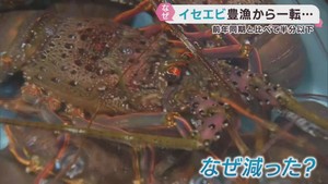 海水温上昇で宮城県でも水揚げ　イセエビの漁獲量が落ち込む　南三陸町