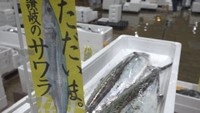 高松市中央卸売市場　サワラの初競り