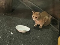 保護前、10年外で暮らしていたツナちゃん（画像提供：元野良猫ツナさん）