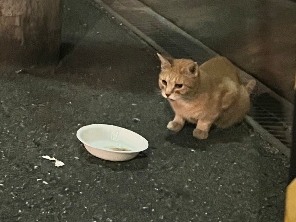保護前、10年外で暮らしていたツナちゃん（画像提供：元野良猫ツナさん）