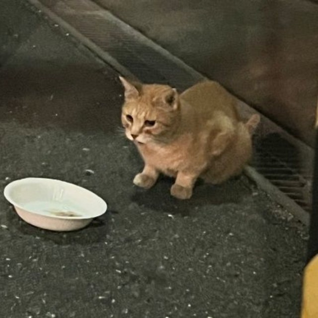 保護前、10年外で暮らしていたツナちゃん（画像提供：元野良猫ツナさん）