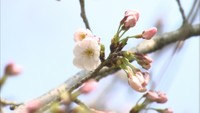 岡山でサクラが開花　4～5日で満開の見込み