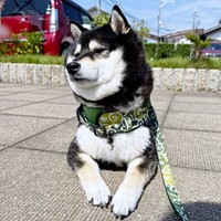 散歩中、「不動柴」を発動した蘭ちゃん（画像提供：柴犬 蘭さん）