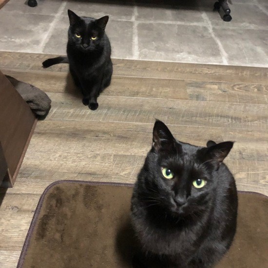 「パンが甘え上手になってきた」。ちょっと焦る？手前のネロ（あいみさん提供）