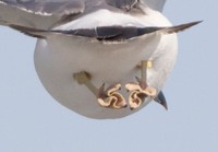 きれいに折りたたまれたウミネコの水かき／宮本 桂さん（@KE_mi）提供