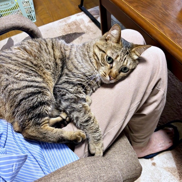 飼い主さんの膝上でくつろぐ葉月くん（画像提供：さくらさん）