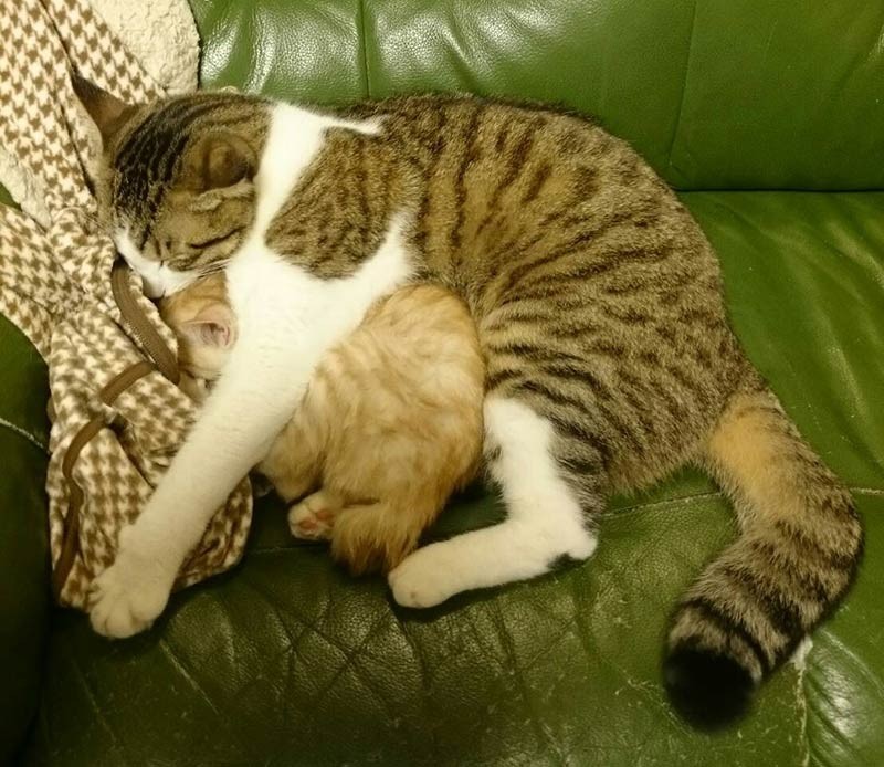 きなこを愛おしそうに抱きしめるジャッキ―