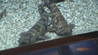 渋川マリン水族館で展示されている「トラザメ」