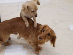 破壊しまくり激強のダックスの子犬　急がず安心できる関係性を築いて解決