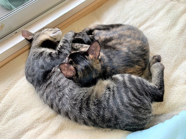 生後3か月ごろのひでくん（左）とまゆちゃん（右）。いっつもくっついているんですよ