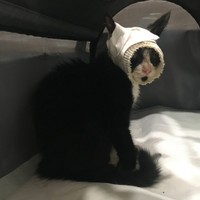 院内でアイドル的存在のウッキーくん。生来の人懐っこさが可愛がられる要因？（提供写真）