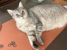 毎日のインスリン注射　私がやりやすいように協力してくれるミックス猫「モナカ」