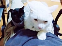 飼い主さんの膝上に乗る（左から）キキさん、先住猫・トビーくん（画像提供：三田尻さん）