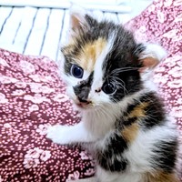 保護されおうちへ…生後わずか2週間だったシナちゃん（画像提供：tobi8/8さん）