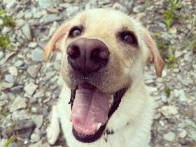 初の川遊びにバナナもほおばり大満足！　ラブラドール・レトリーバー「やつはし」